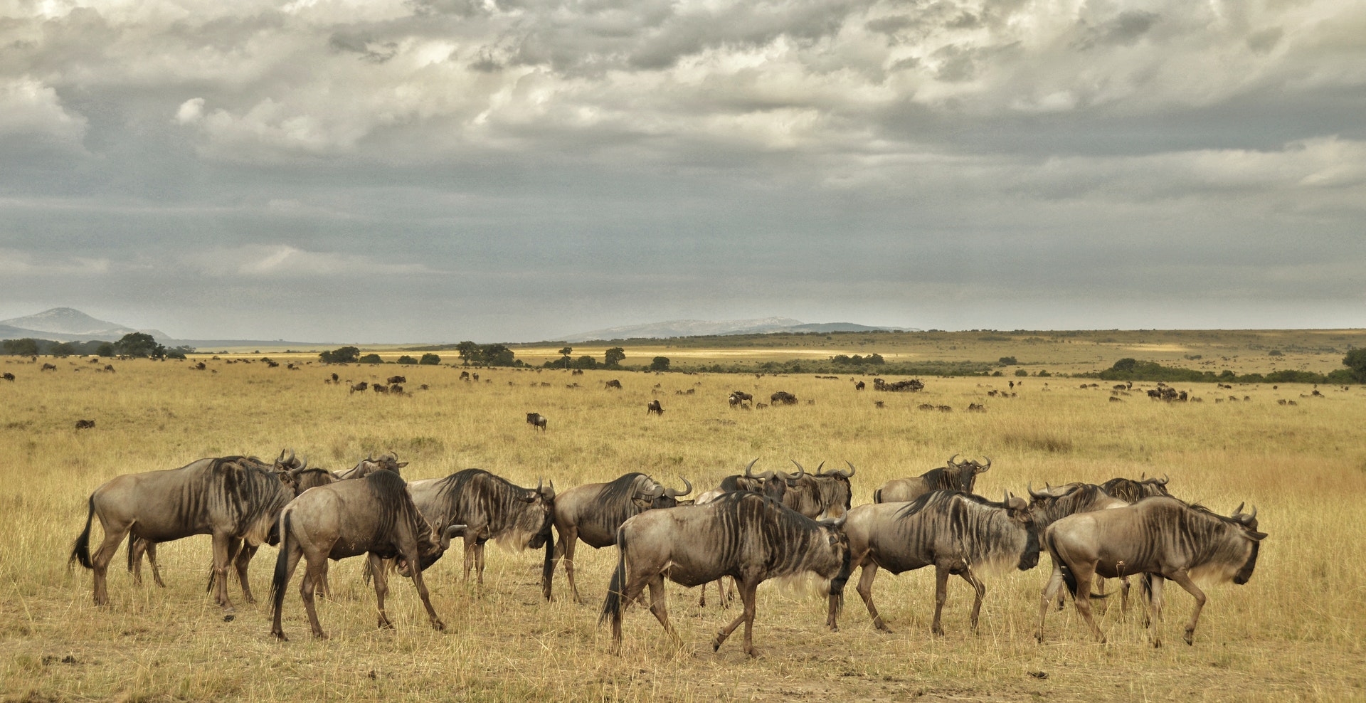 Best Maasai Mara Safari Experience